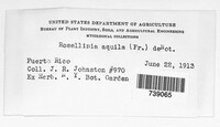Rosellinia aquila image